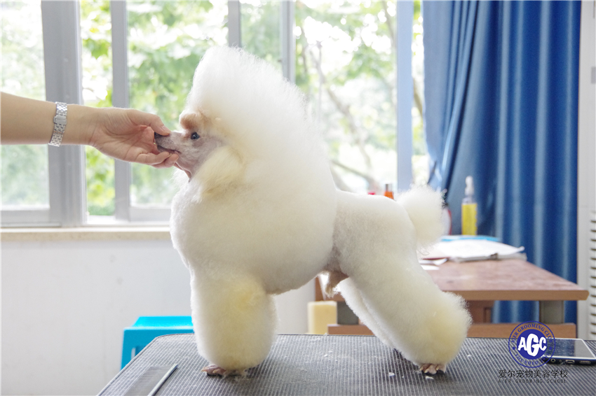 A级生宠物美容学生贵宾PUPPY装修剪练习！A级是宠物美容师的新起点！